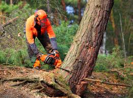 How Our Tree Care Process Works  in Eureka, IL